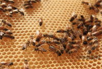 蜂花粉调“皮”有道御“肤”有方