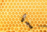 蜂蜜的几个小作用