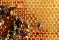 夏季中蜂如何降温?如何给蜜蜂降温