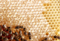 蜂蜜用于妇女保健