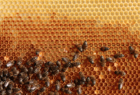 根本不存在的蜂蜜和产量很小的蜂蜜都有那些