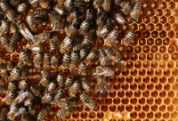 澳洲Blossom Health麦卢卡蜂蜜备受游人喜欢
