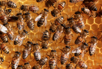 越冬时蜂群残余饲料的处理方法