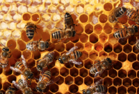 蜂蜜储存久了为什么会有糖块产生？