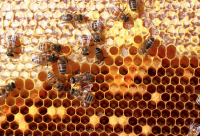 推荐几种有效的蜂蜜美容方法