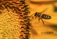 吃蜂蜜对人体的好处
