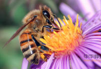 蜂蜜治疗咽喉炎的4种方法！