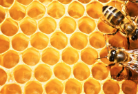蜂巢蜜怎么吃？吃蜂巢蜜的作用明显不