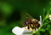 蜂蜜的神奇妙用_蜂蜜有什么特别的功效