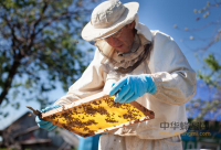 让蜜蜂下地干农活（创新故事）|蜜蜂|农技