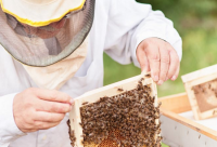 蜂蜜美容护肤的几个小偏方