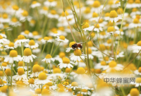仙居一蜂场几十万只蜜蜂突然死亡