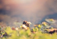 秋季喝蜂蜜养生食疗法