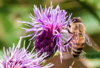椴树蜂蜜的功效与吃法
