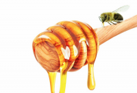 蜂蜜是不是蜜蜂拉的屎