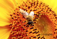 越野车布满上万只蜜蜂 养蜂人称因蜂王争霸(图)