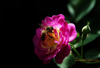 蜂蜜能祛除皮肤瘙痒吗