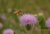蜜蜂慢性麻痹病的防治