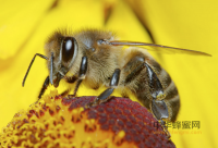 儿童适合吃什么蜂蜜？_怎么挑选适合儿童喝的蜂蜜？