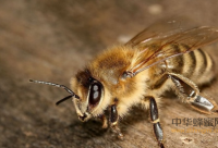 排毒减肥蜂蜜有计划
