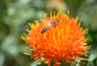 蜂蜜来自于花的哪个部份?