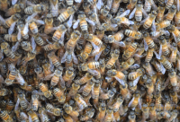 蜂群管理方法和技巧