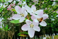 甜蜜度苦夏——夏天蜂蜜的吃法