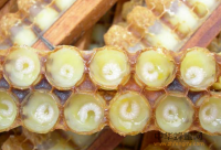蜂蜜牛奶有增强免疫力的作用吗？_喝蜂蜜牛奶有哪些注意事项？