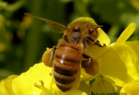 冠生园蜂蜜好吗