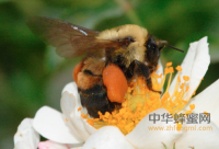 蜂蜜美容的九个好方法！