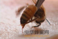 贵州省纳雍县沙包乡村民陈学武养蜂赚3万元 