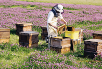 赣南(江西南部)蜜蜂安全度过蜜源枯竭的秋季 华中地区秋季蜜源较少时候蜜蜂养殖管理方法