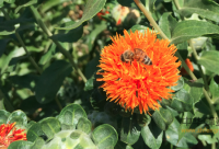 蜂蜜能恢复疲劳吗？