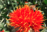 生姜蜂蜜水减肥法以及其功效