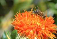蜂蜜的功效 吃蜂蜜一生少吃药