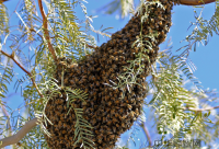湖北长阳委员建议:“中华蜜蜂”资源亟需加强保护