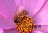蜂蜜中蕴藏着8大“逆生长”的秘密