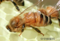 蜂蜜吃到嘴里舌头有些涩口是怎么回事呢？