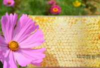 益母草蜂蜜有什么作用？