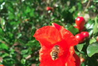 如何去辨别蜂蜜的种类