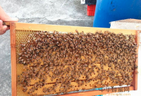 蜂王浆与蜂蜜“混搭”口感营养更好