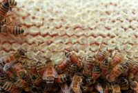 蜂蜜治疗腰腿疼痛的方法