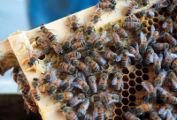 冬季吃蜂蜜八方法更有效