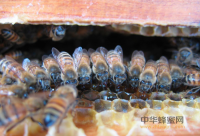 洋槐蜂蜜用开水还是用温水冲