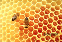 土蜂蜜有那些功效 土蜂蜜和普通蜂蜜的区别