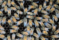 怎么看蜂蜜的好坏 如何识别蜂蜜的好坏