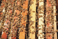 如何引野蜜蜂家养