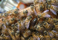 蜂蜜美容润肤膏