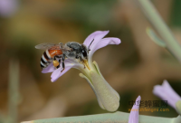 秋季蜜蜂饲养管理经验总括