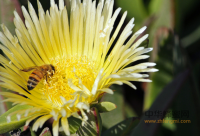 吃蜂蜜是否真的可以治疗胃病